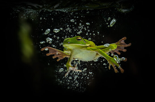 Frog Swimming