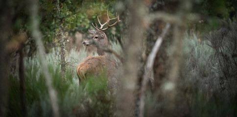 Massive male deer with antlers hearing the environment