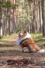 Long haired gold collie sitting on a road in forest