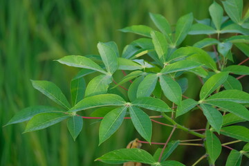 Cassava leaves - Close up detail of cassava leaves. Cassava leaves on white background