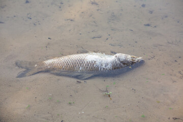 Dead fish in a lake, washed out to shore