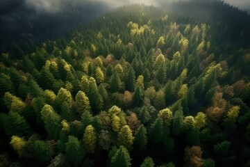 Fototapeta na wymiar Heavenly Forest 