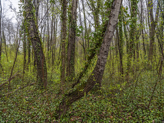 green forest in spring time