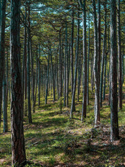 green forest in spring time