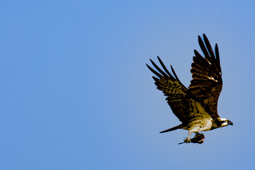 eagle in flight