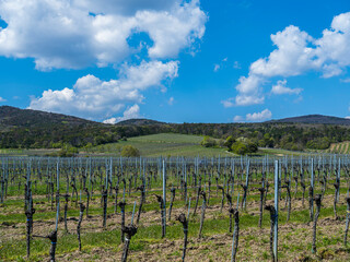 Fototapeta na wymiar spring vineyards landscape