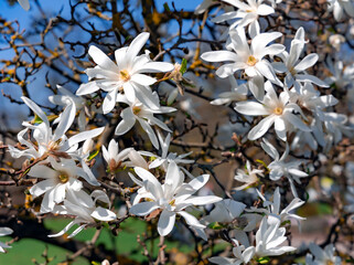 Branches with blooming Magnolia stellata Royal Star or Star Magnolia closeup against the blue sky. Spring season, sweet fragrance. © Tanya Keisha
