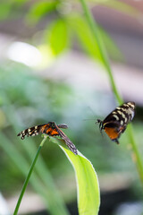 Two Golden Longwing (Heliconius Hecale) Butterflys during Mating Flight.