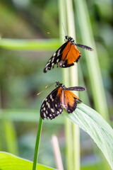 Two Golden Longwing (Heliconius Hecale) Butterflys during Mating Flight.
