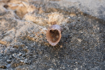 selective focus to the stingless bees beehive on the old wall. softfocus