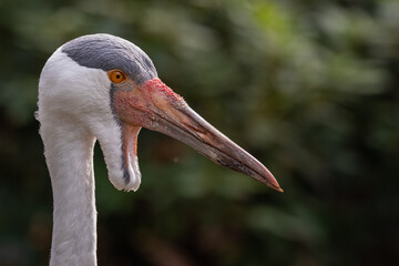 Wattled crane | Lelkraanvogel