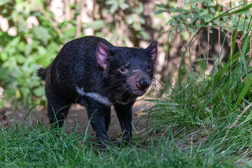 Obraz na płótnie Canvas Tasmanian devil