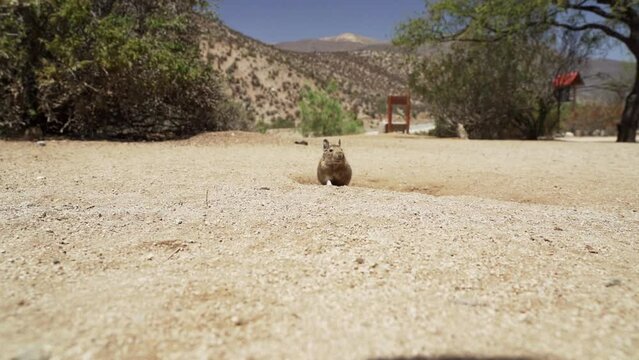 slow motion of cute little Degus, Octodon, rodents native to South America. Group of Degu sitting at their den in the arid landscape of the atacama desert in Chile at chinchilla sanctuary.