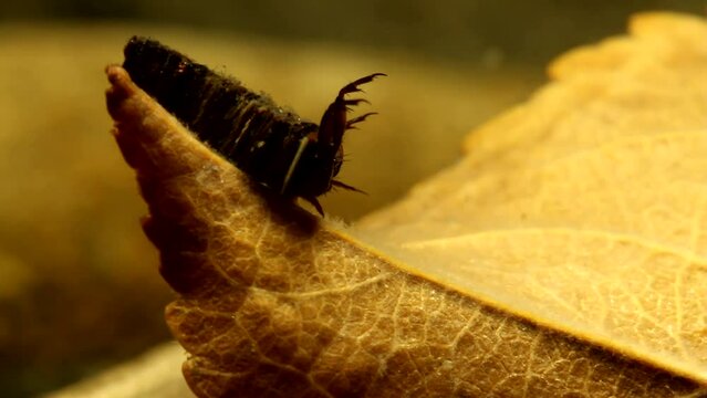 Caddisfly larva (Brachycentrus sp.) capturing and eating a large piece of detritus from the stream drift, close-up view