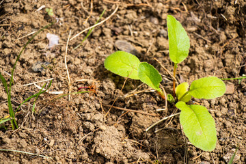 Seedlings in garden