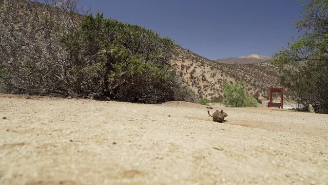 slow motion of cute little Degus, Octodon, rodents native to South America. Group of Degu sitting at their den in the arid landscape of the atacama desert in Chile at chinchilla sanctuary.