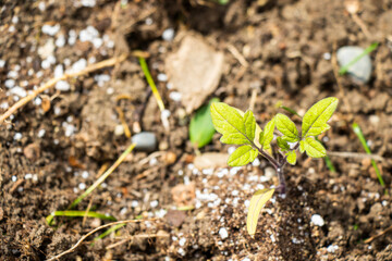Seedlings in garden