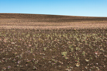 Sparse Landscape of Craters of the Moon National Monument and Preserve in Idaho