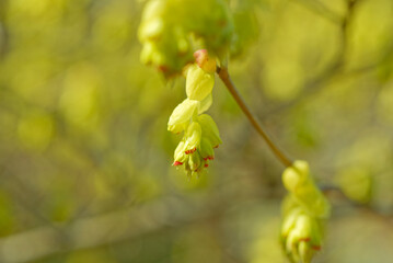 黄色いトサミズキの花	