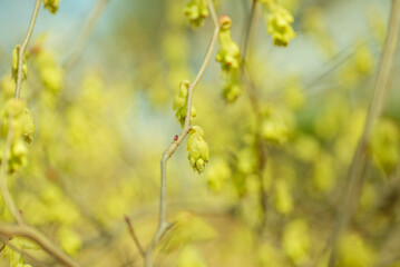 黄色いトサミズキの花	