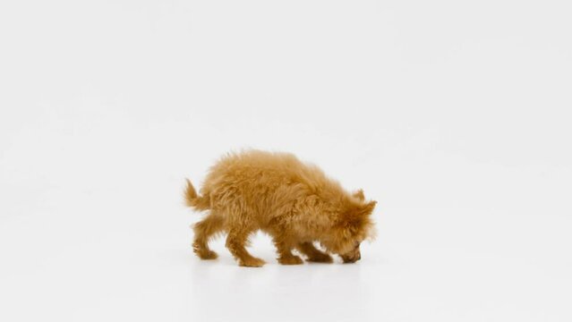 Cute little cockapoo puppy eating in studio isolated on white background shot in 4k
