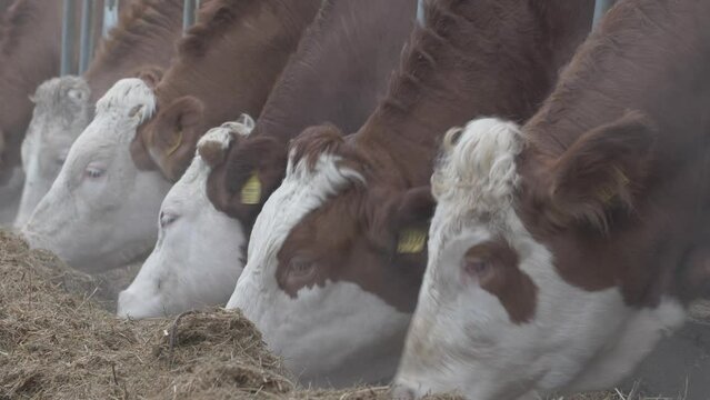 This stock video shows simmental cows on a dairy farm. This stock video will decorate your projects related to pets, dairy farms, animal husbandry.