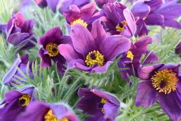 Obraz premium Shiloh blossoms macro