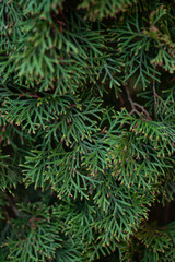 Green pine needles. Green. Green background. Background. Plants. Tree. Nature. Pine. Needle. 