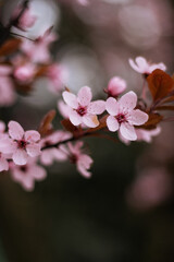 Fototapeta na wymiar Blooming. Blossom. Flowering branch. Pink flowers. Spring time. Flora. Botany. Garden. Background. Tree. Nature.