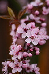 Pink cherry blossoms. Flowering tree. Flowering branch. Bloom. Blossom. Flowers. Pink flowers. Spring.