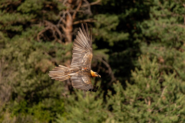 Adult Bearded Vulture flying with brown open wings