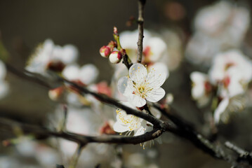 白い梅の花