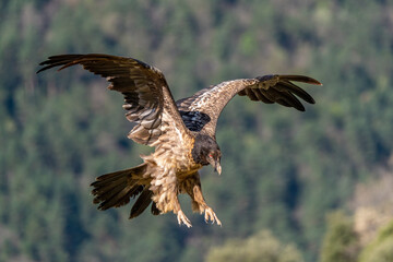 Young bearded vulture landing on the ground with claws at the ready