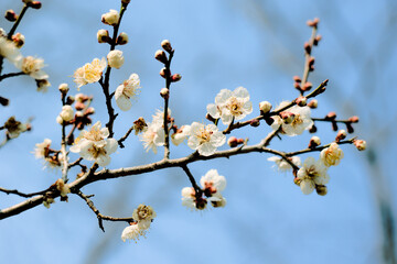 白い梅の花