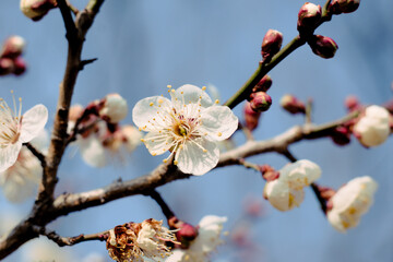 白い梅の花