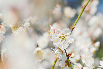 白い梅の花