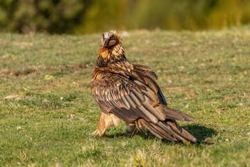 Adult bearded vulture perched on the grassy ground
