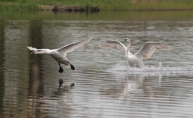 Mute swan. Two birds land on the river surface