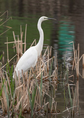 Great egret, Ardea alba. A bird stands on a riverbank in a thicket of reeds, catching fish
