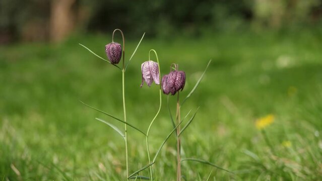 3 Lapwing flowers in bloom stintse plant