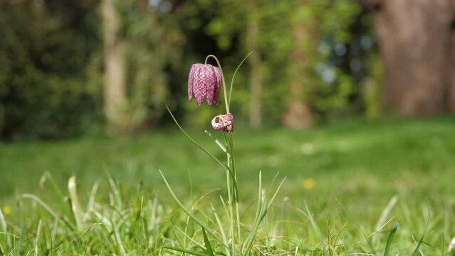 Purple Lapwing flower in bloom stintse plant