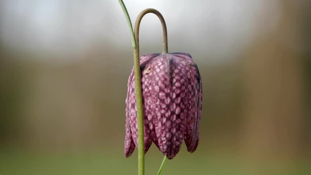 Purple Lapwing flower in bloom stintse plant
