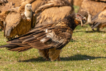 Young bearded vulture with a bone in its beak and a griffon vulture looking on