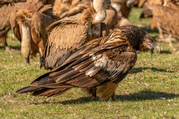 Young Bearded Vulture perched on the ground among griffon vultures