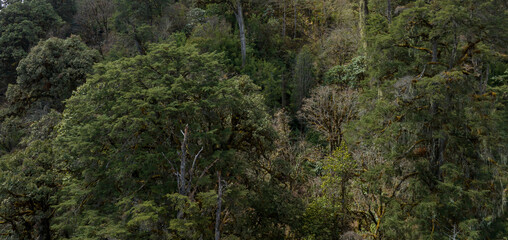 Aerial view of beautiful high altitude forest mountain landscape in tibet,China