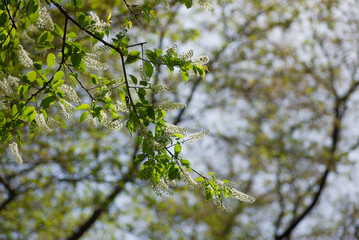 ウワズミザクラ