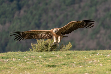 Griffon vulture landing with wings outstretched in foreground