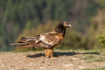 Young Bearded Vulture perched on the ground