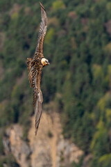 Adult Bearded Vulture flying vertically with wings outstretched