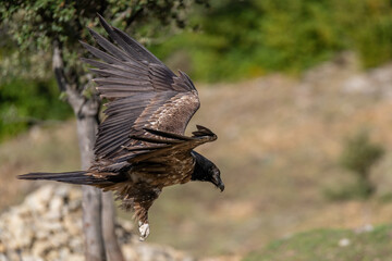 Young Bearded Vulture landing on the ground with claws out